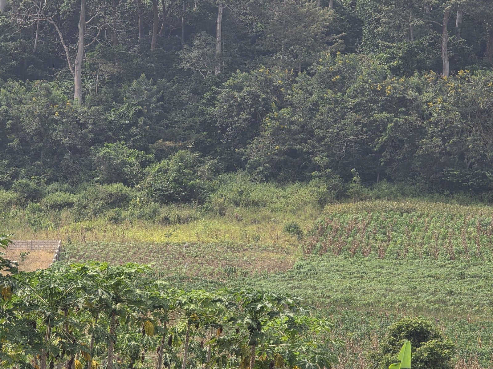 2 AcresFarmland For Sale